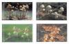 Environment Conservation Issue (Mushroom 2nd Series) Postage Stamps
