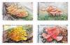 Mushroom (3rd series) Postage Stamps