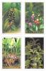 International Letter Writing Week 2001 Commemorative Stamps - Household Therapeutic  Herbs