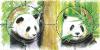 30th Anniversary of the Diplomatic Relationship between Thailand and PR.China Commemorative Stamps - Giant Panda