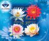 CHINA 2009 Overprinted on New Year 2009 Souvenir Sheet - Water Lilies